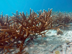 Sand Dollar Staghorn corals